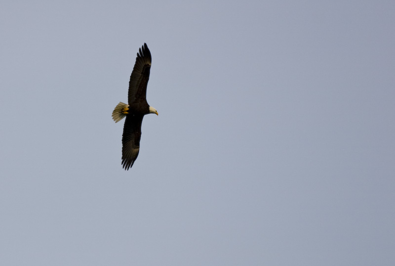 Bald Eagle In Flight